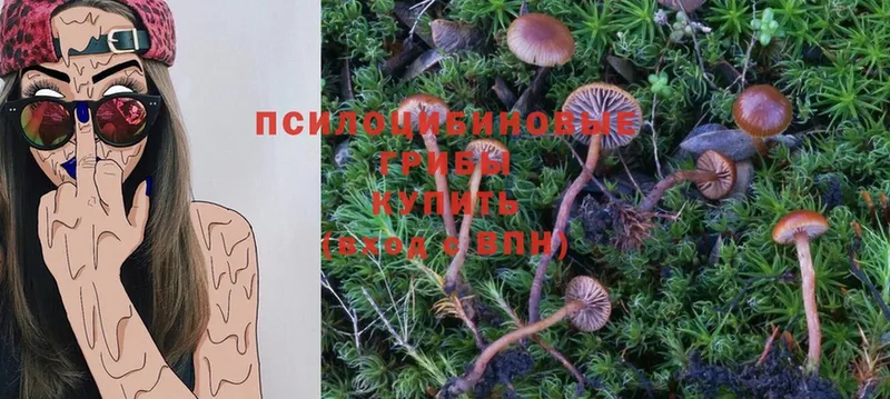 Псилоцибиновые грибы Psilocybine cubensis  Ливны 